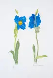 Meconopsis by Elizabeth Blackadder, Screenprint in colours, sold Dec 2023