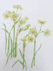 Narcissus by Valerie Temple-Jones, watercolour, sold May 2024