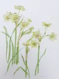 Narcissus by Valerie Temple-Jones, watercolour, sold May 2024