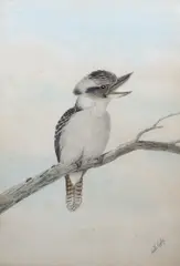 Study of a Cookaburra on a branch by Neville William Cayley, watercolour, sold Apr 2024