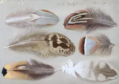 Six Feathers by Eliot Hodgkin, oil, sold Mar 2024