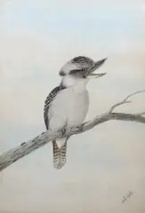 Study of a Cookaburra on a by Neville William Cayley, watercolour, sold Mar 2024