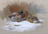 Untitled by Archibald Thorburn, Watercolour on buff coloured paper which has slightly and evenly darkened, sold Mar 2024