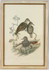 Sturnus Vulgaris by John Gould, lithograph, sold Oct 2026