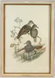 Sturnus Vulgaris by John Gould, lithograph, sold Oct 2026