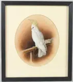 White Cockatoo on perch by Harry Bright, 1885, watercolour, sold Aug 2026