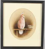 Pink Cockatoo on perch by Harry Bright, 1885, watercolour, sold Aug 2026