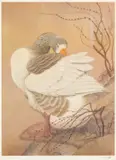 Print - Greylag Goose by Charles Frederick Tunnicliffe, print, sold Nov 2024