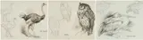 Untitled by Charles Frederick Tunnicliffe, pencil, sold Nov 2024