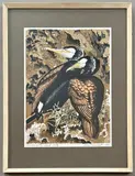 Cormorants, Gad Cliff by John Tennent, 1969, print, sold Aug 2026
