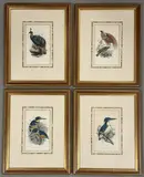 Untitled by John Gerrard Keulemans, lithograph, sold Jul 2026