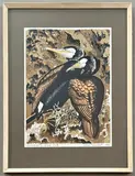 Cormorants, Gad Cliff by John Tennent, 1969, print, offered Jun 2026