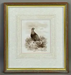 A grouse in the heather sepia by Richard Robjent, watercolour, sold May 2026