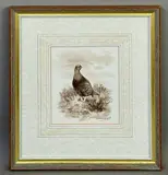 A grouse in the heather sepia by Richard Robjent, watercolour, sold May 2026