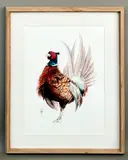 Pheasant by Jasmine Jennings, watercolour on paper, sold Mar 2026