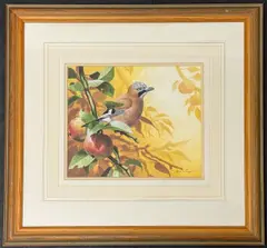 Study of a jay on sunlit apple branch by Adrian C Rigby, watercolour and gouache, offered Jan 2026