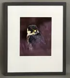 A Hobby in Heather by Michael Windle, photograph, sold Jan 2026