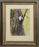 The Old Ash Tree, Great Spotted Woodpecker by Derek Robertson, watercolour, sold Jan 2026