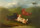 Spaniels putting up a mallard Oil by George Armfield, Oil on canvas, sold Aug 2021