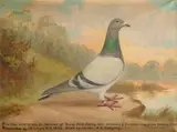 Portrait of a blue hen racing pigeon Signed Andrew Beer by Andrew Beer, Oil on canvas, sold Aug 2021