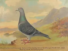 Portrait of a blue cheq hen racing pigeon Signed Andrew Beer by Andrew Beer, Oil on canvas, sold Aug 2021