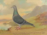 Portrait of a blue cheq hen racing pigeon Signed Andrew Beer by Andrew Beer, Oil on canvas, sold Aug 2021