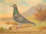 Portrait of a blue cheq cock racing pigeon Signed Andrew Beer by Andrew Beer, Oil on canvas, sold Aug 2021