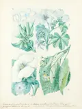 Untitled by Otto Soltau, pencil and watercolour, offered Aug 2021