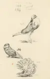 Study of pigeons by Alfred William Strutt, pencil, offered Aug 2021
