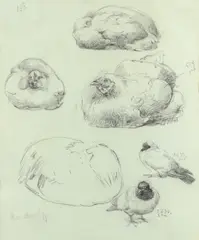 Study of chickens by Alfred William Strutt, pencil, offered Aug 2021