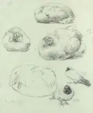 Study of chickens by Alfred William Strutt, pencil, offered Aug 2021