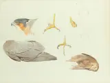 Studies of a sparrowhawk Signed with initials and dated A by Archibald Thorburn, Pencil and watercolour, sold Aug 2021
