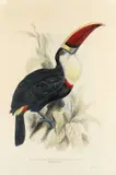 After Edward Lear by John Gould, lithograph, sold Aug 2021