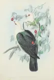 Henry Constantine Richter by John Gould, lithograph, offered Aug 2021