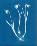 Untitled by Carrie Lees, print, sold May 2021