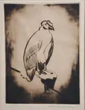 Condor drypoint etching on paper by William Staite Murray, etching on paper, sold May 2021
