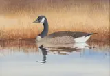 SPORTING PAINTING by Douglas Cave, watercolor on paper, sold Apr 2024