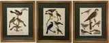 American Ornithology by Alexander Wilson, Engravings (3), sold Feb 2023