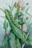 Teasel (Dipsacus Fullonum) by Ellis Rowan, watercolour and gouache on paper, sold Apr 2019