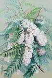 Clammy Locust (Robinia Viscòsa) by Ellis Rowan, watercolour and gouache on paper, sold Apr 2019