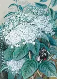 Flowering Faradaya Splendida With Butterfly by Ellis Rowan, 1889, watercolour and gouache on paper, sold Apr 2019
