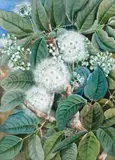 Syzygium Sp. by Ellis Rowan, watercolour and gouache on paper, sold Apr 2019