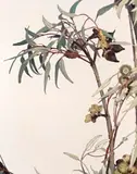 Gum Blossom by Cressida Campbell, 2000, watercolour on incised woodblock, sold Nov 2018