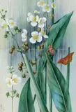 Lance-Leaved Sagittaria (Sagittària Lancifòlia) by Ellis Rowan, watercolour and gouache on paper, sold Nov 2018