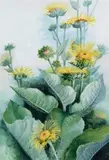 Sunflower Daisy (Wedelia Asperrima) by Ellis Rowan, watercolour and gouache on paper, sold Nov 2018