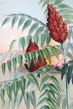 Smooth Upland Sumac (Rhús Glàbra) by Ellis Rowan, watercolour and gouache on paper, sold Nov 2018