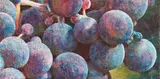 Untitled (Purple Grapes) by Tim Maguire, 1998, monotype on three sheets of Arches paper, offered Aug 2018