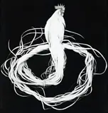 White Onagadori by Michael Zavros, 2007, charcoal on paper, offered Jun 2018