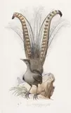 Lyre Magnifique by Polydore Jean Charles Pauquet, 1835, watercolour on paper, offered Apr 2018