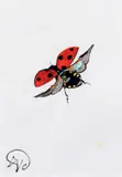 Coccinelle en vol by Jacques Chalom Des Cordes, Encre et gouache, sold Jun 2023